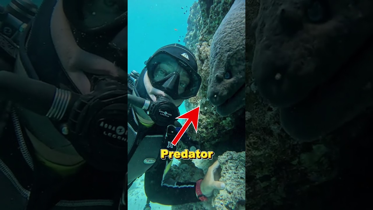 This Guy Found A Under Water Predator