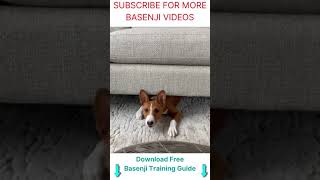Basenji dog barking | Basenji sound | funny video  #shorts