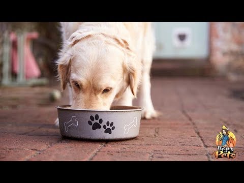 Video: How To Choose Food For Your Dog