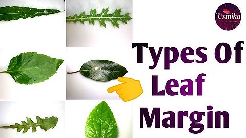 Types of leaf margin