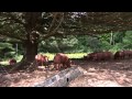 Kingbird Farm - Finishing PIgs on Pasture (4 of 4).mov