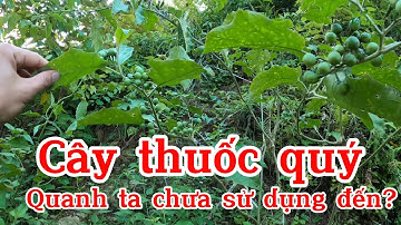 Cà gai hoa trắng | Solanum torvum Swartz | Cây thuốc quý quanh ta nhiều người không biết?