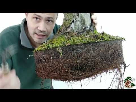 Video: Una quercia ricrescerà da un ceppo?