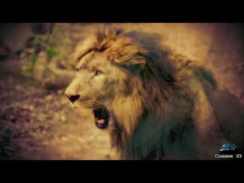 Видео: Что символизирует львица?