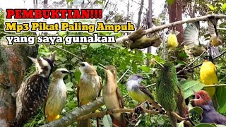 DI LUAR NURUL HANYA 2 MENIT BURUNG 1 HUTAN LANGSUNG NGUMPUL TERHIPNOTIS  #caramikatburung