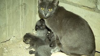 Baby Kittens So Happy After Eliminated Basement Flooding