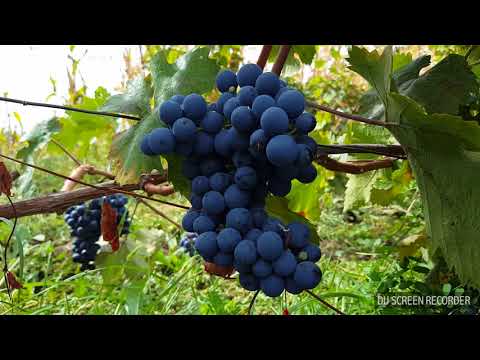 რთველი კახეთში.. rtveli kaxetshi.. vintage in kakheti