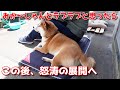 【京の柴犬】母Dとラブラブの日向ぼっこ だが怒涛の展開に(笑) 太郎の犬モノガタリ第351話