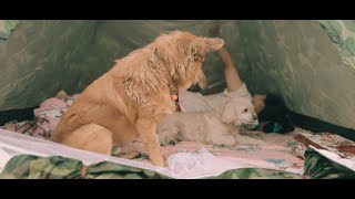 ที่รัก - ปลานิลเต็มบ้าน -  Feat. LAZYLOXY - Cover By เฟรมและมายด์