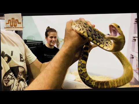 Videó: Van egy Bullsnake Bite veszélyes a kutyának?