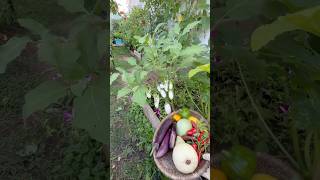 Harvesting ivory 🍆, bell peppers, Jalopeño and more organic veggies - thriving plants in summertime