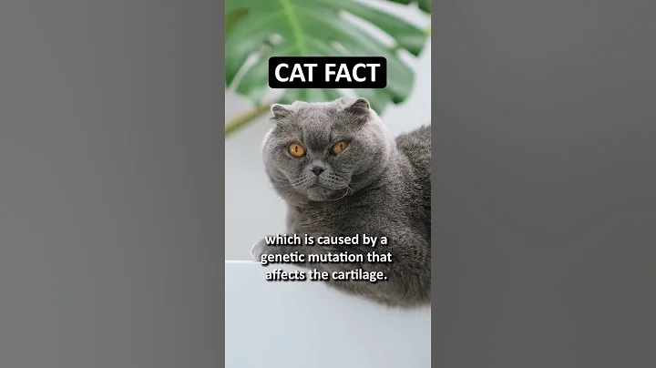 Video 2315561: little scottish fold, cute scottish fold, scottishfold cat