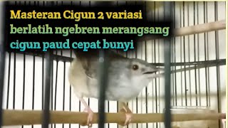 Masteran Cigun 2 variasi melatih cigun paud cepat bunyi