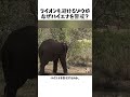 ライオンも避けるゾウが、なぜハイエナを警戒？#ハイエナ #ゾウ #野生動物 #動物雑学 #アフリカ野生 #咬合力 #ネイチャーのサムネイル