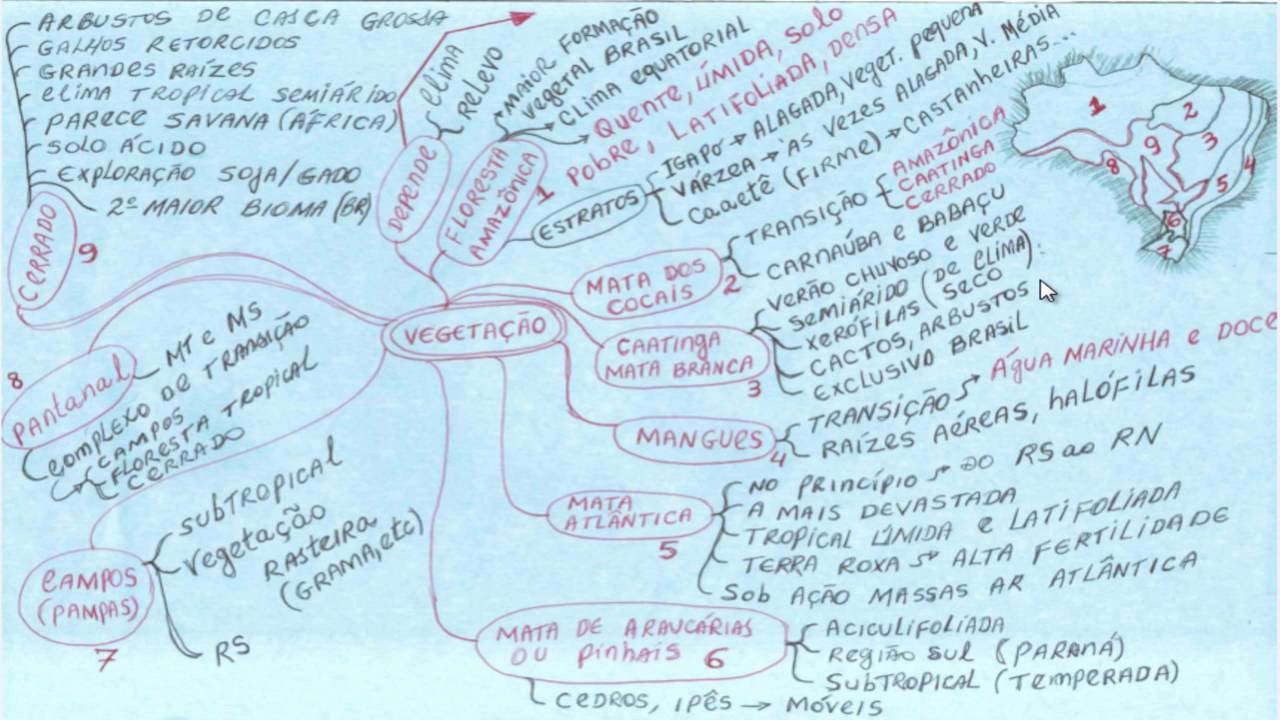 Características da Vegetação brasileira: resumo de geografia Enem