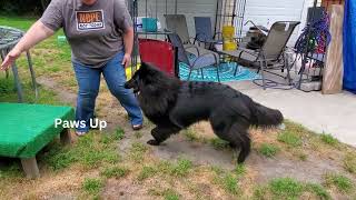 Riot's AKC Trick Dog Novice title submission