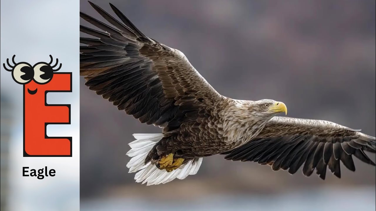 Birds Alphabet Song for Kids | Birds ABC Song | Phonics for Kids | Baby | Alphabet Letters