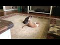 Kitty’s playing