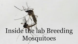 Health Mosquitoes :Inside the lab Breeding Malaria-Resistant GM Mosquitoes