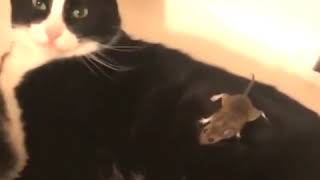 The Funniest Cat And Mouse Video - Mouse Plays Dead