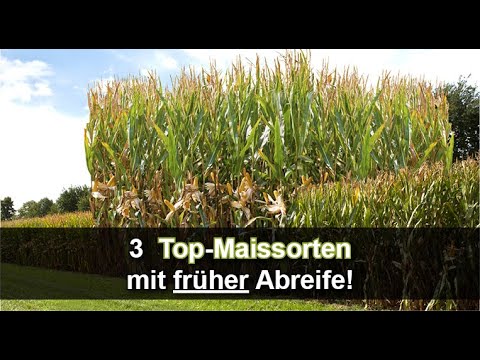 Kennst du diese 3 frühen Top-Maissorten? Offiziell empfohlen z.B. von LfL Bayern + LWK NRW + LWK NDS