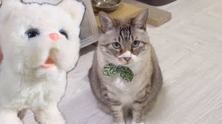 【ドッキリ】猫Ｖｓねこ