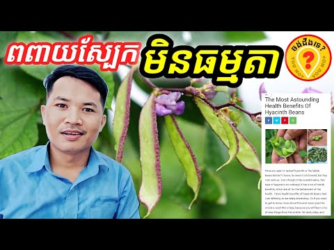 Advantages of Hyacinth bean អត្ថប្រយោជន៍របស់ពពាយស្បែក 1080p