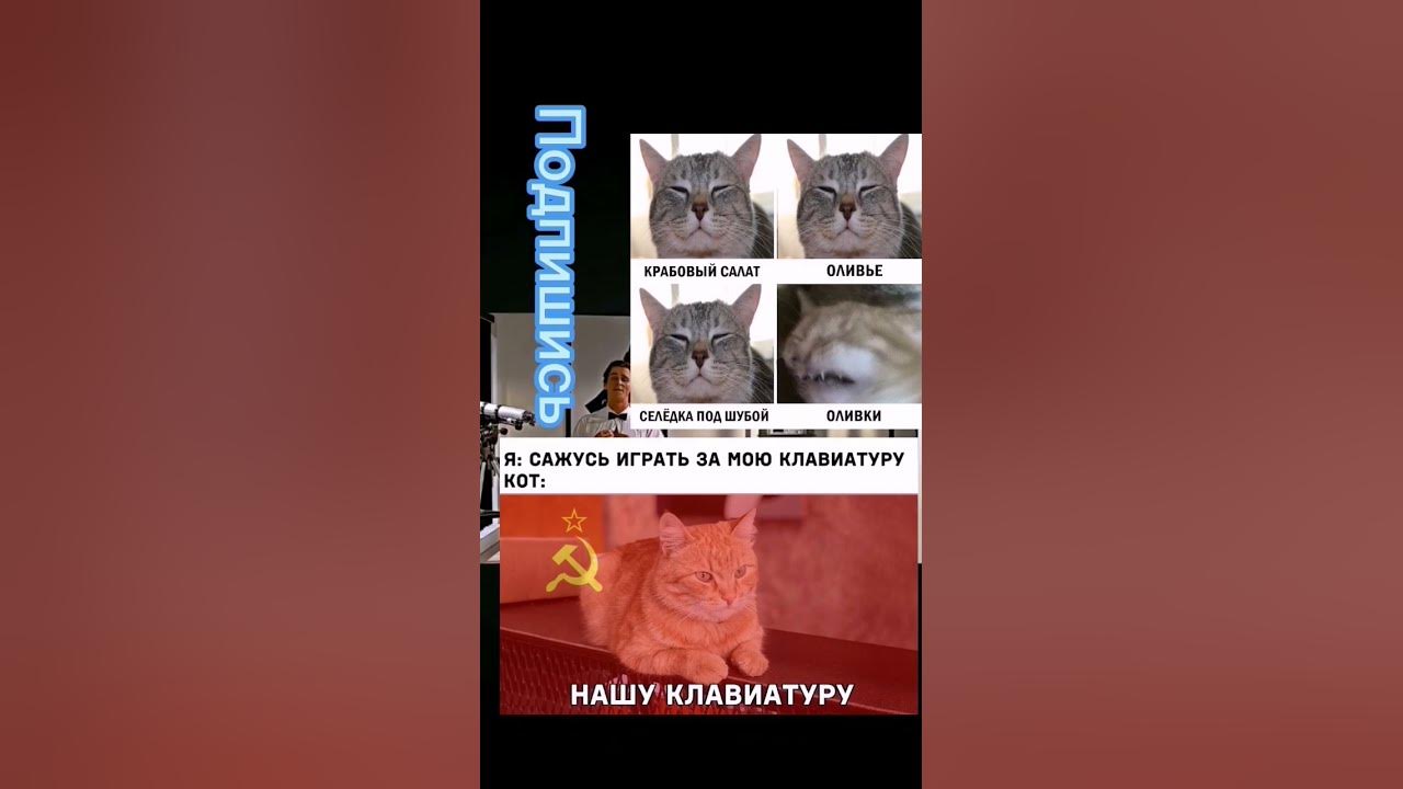 Мемы с котиками - YouTube