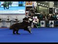 Танцы с собаками "Евразия - 2015". Dog Dancing. Canine Freestyle.