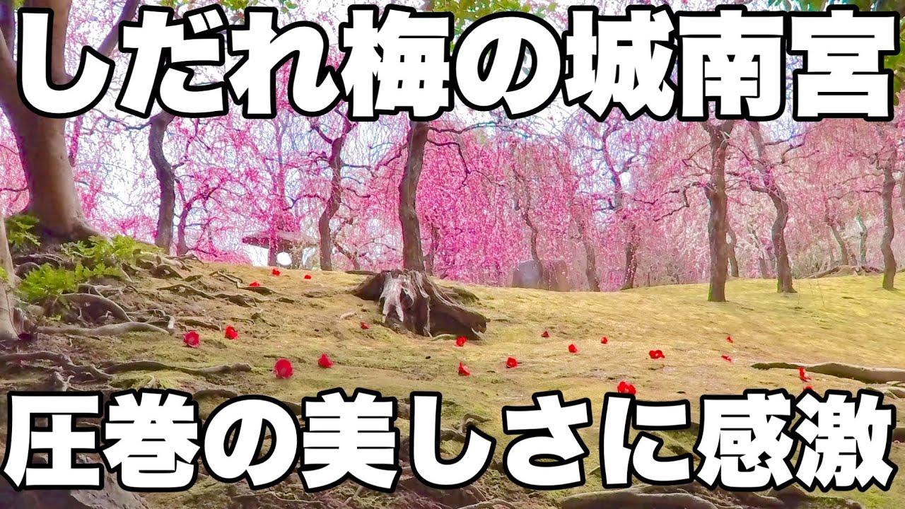 【4K】2025年3月8日（土）しだれ梅の京都城南宮はまだ4分咲き。それでも圧巻の美しさに感激！京都城南宮的垂枝梅樹。儘管它們的花朵只盛開了 40%，但其驚豔的美麗卻令人震撼！Kyoto Castle