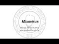 Mixovirus