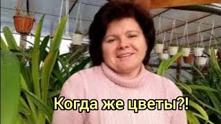 видео: Почему гиппеаструмы ещё не уснули? Ноябрь 2023. картинка: Почему гиппеаструмы ещё не уснули? Ноябрь 2023.