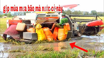 XEM CẢNH MÁY CẮT LÚA KUBOTA DC70 LỘI NƯỚC MÙA MƯA BÃO amazing video new