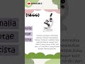 Sistem 3 Kingdom (Sejarah Klasifikasi Makhluk Hidup)