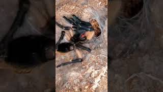 Tarantula molting Timelapse monocentropus Balfouri