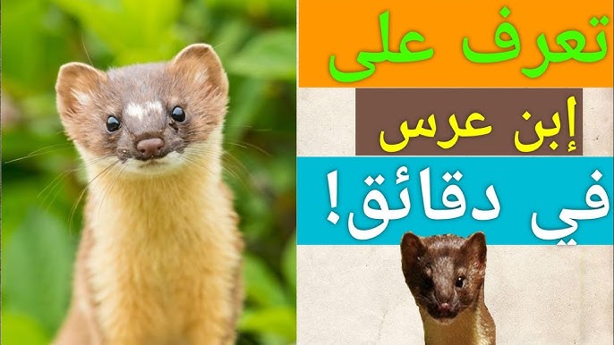 تعرف على إبن عرس طويل الذيل في دقائق. Get to know long-tailed weasel in minutes.
