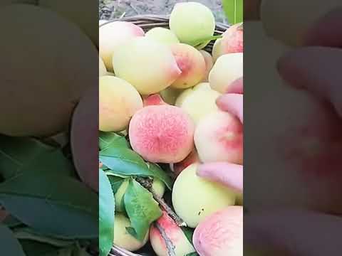 Beautiful Peach Harvest Super Fresh #satisfying #shortsvideo