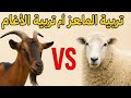 تربية الماعز ام تربية الأغنام ايهما افضل