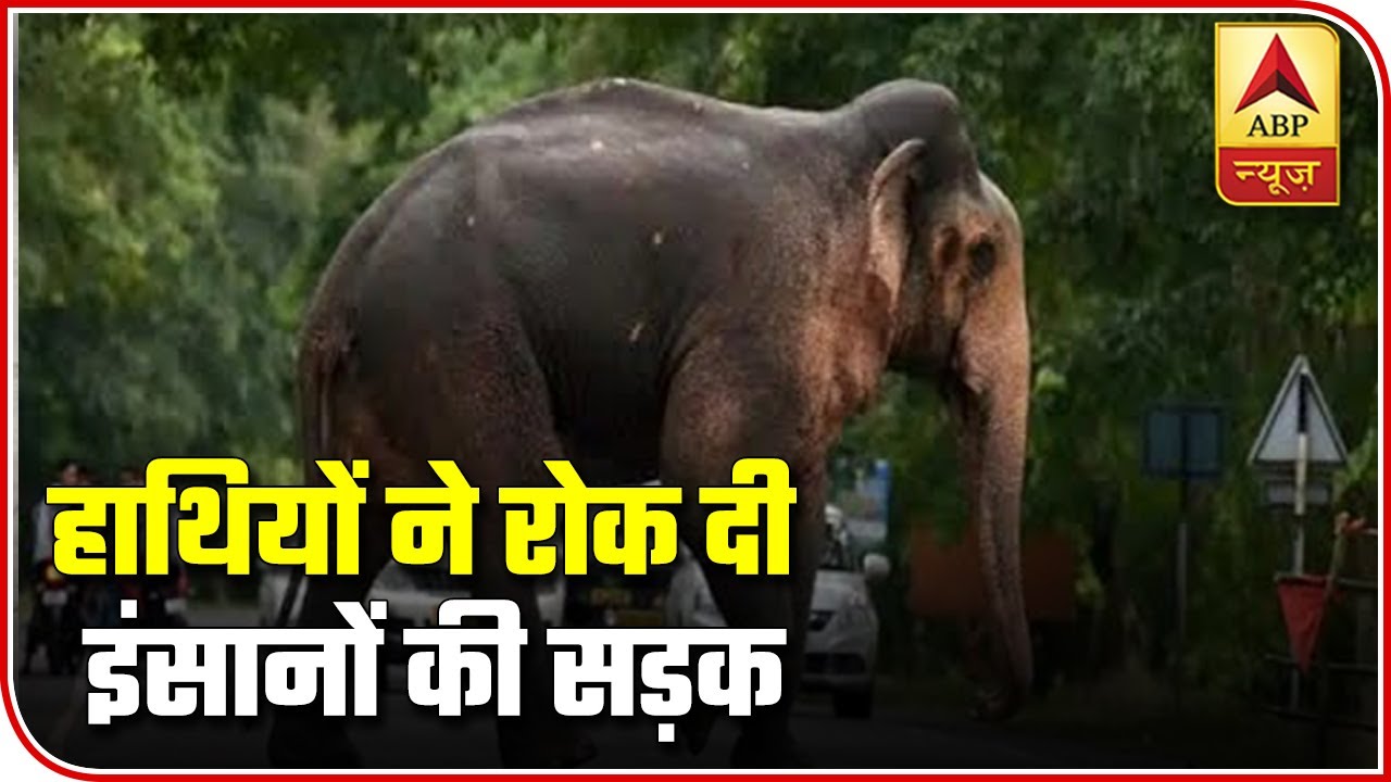 Herd Of Elephants Causes Traffic Jam In Uttar Pradesh | ABP News