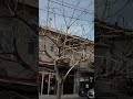4K 60 FPS ASMR] No Edit / No Music.  Walking through Batumi #散歩 #街歩き #4K60FPS #格鲁吉亚 #巴图米 #自然 #旅游