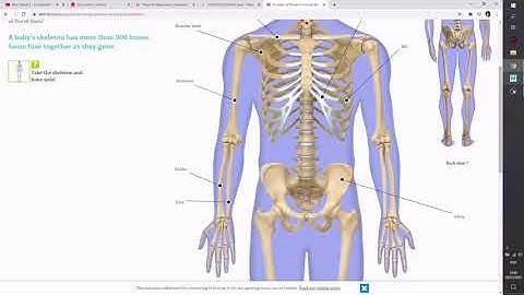 3D Modeling for Animation - Skeleton - Shoulder/Arm/Hand - Autodesk Maya 2020