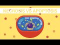 Understanding Necrosis and Apoptosis