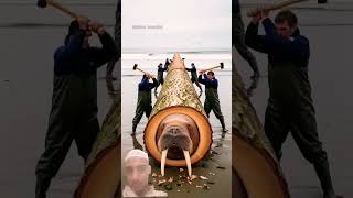 Download Lagu #seal #memes #animals #edit #remix #ringtone #music #love #instrumental MP3