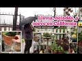 Revisando mi jardín bajo la lluvia| cómo esta aguantando el trabajo de piedra|orbelina Marquez