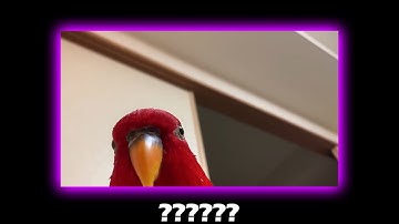 12 Red Bird Laughing Sound Variations in 29 Seconds