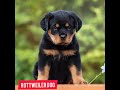 Rottweiler dog ❤️ life journey status 🔥🔥🔥 status