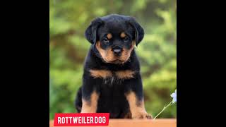 Rottweiler dog ❤ life journey status  status