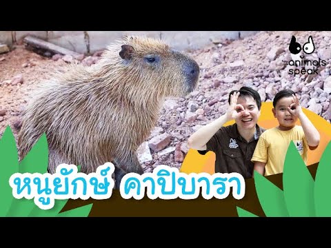 หนูยักษ์ คาปิบารา | Animals Speak [Mahidol Kids]
