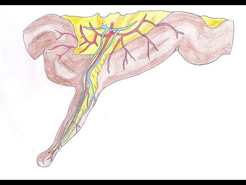 Vidéo: Le Diverticule œsophagien De Dirioxa Pornia étudié Par Micro-tomodensitométrie, Dissection Et études SEM