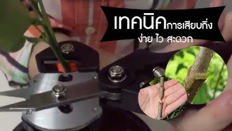 การต่อกิ่ง เสียบกิ่ง ขยายพันธุ์ไม้ อย่างง่าย ได้ผลผลิตทีละมากๆ